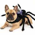 Halloween Spider Pet Costume